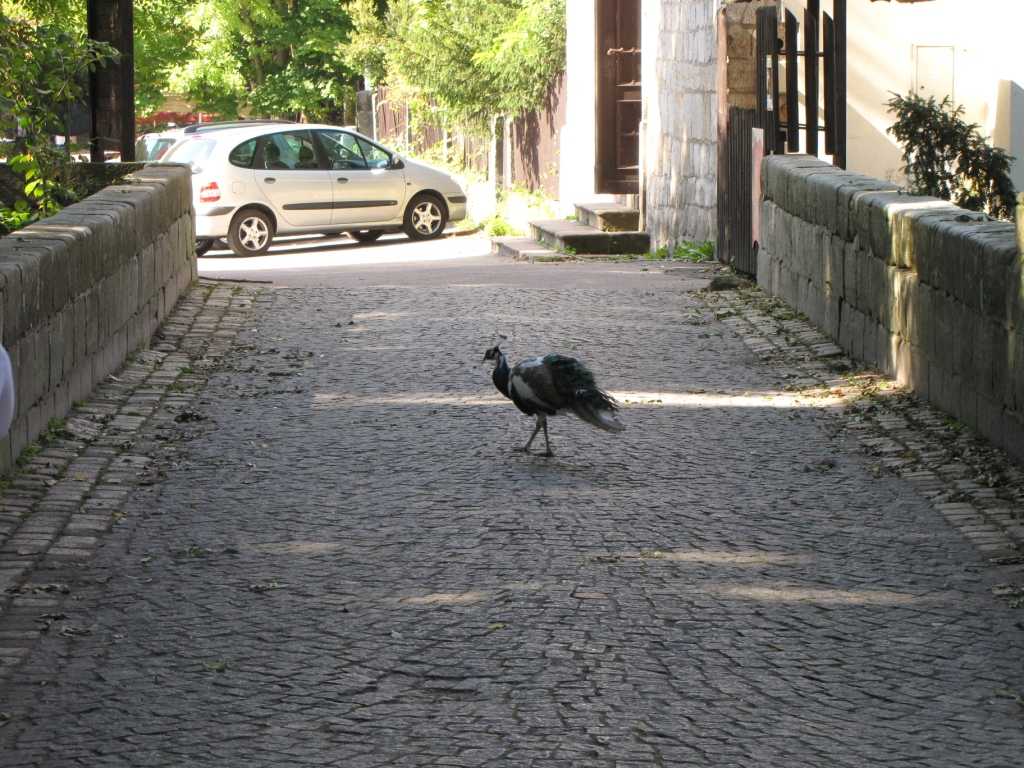 2029_Zamek Hruba Skala_2010s.JPG