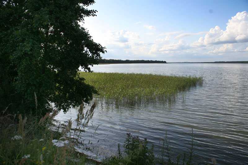 20-svir.jpg