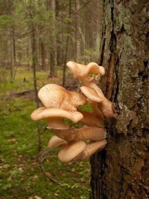 Опята 018.jpg