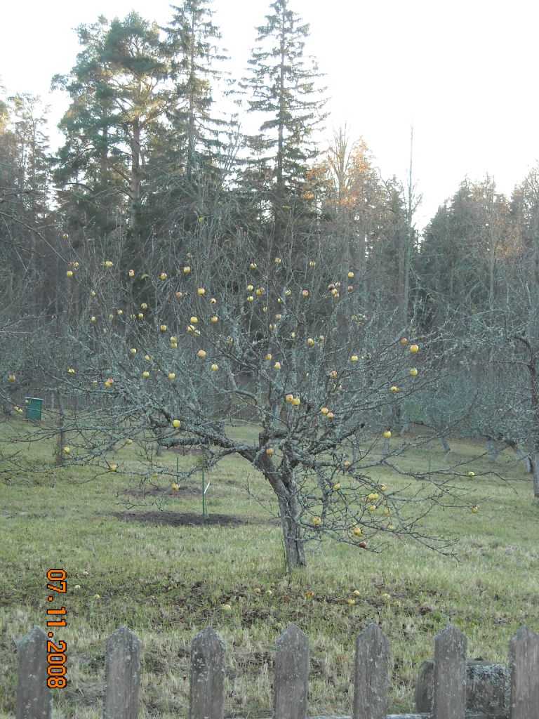 псков_093.JPG