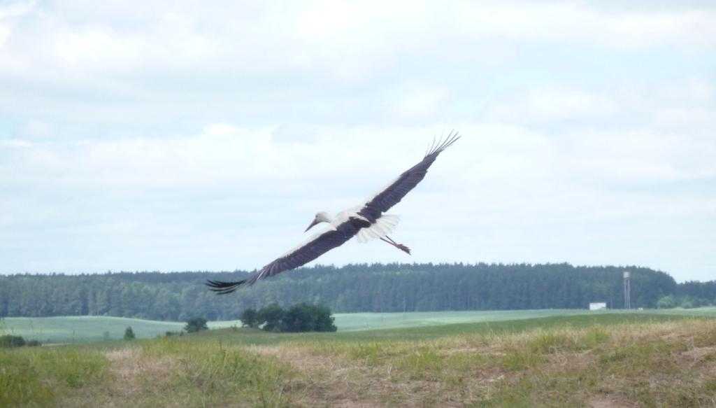 Аист-ф-2-.JPG