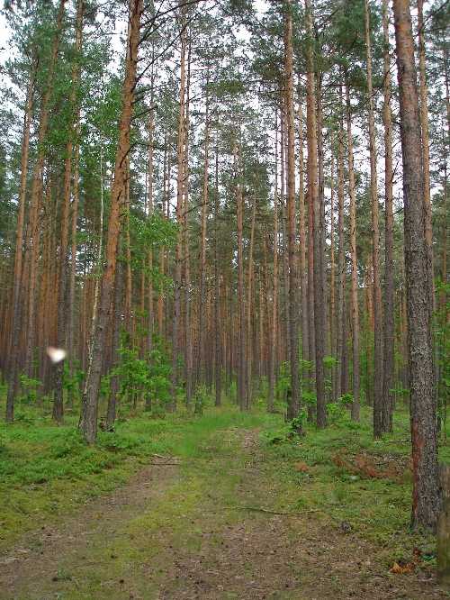 у деревни Мельник.JPG