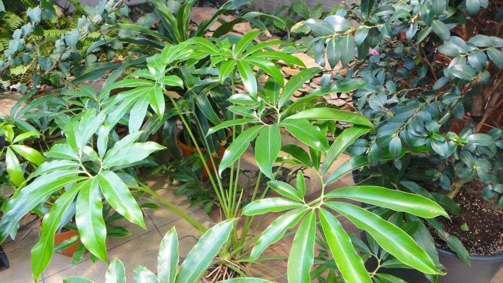 DSC02099.JPG