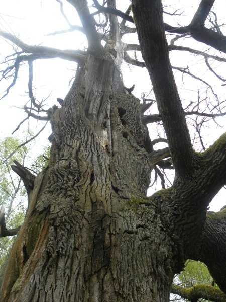 DSCN6294.jpg