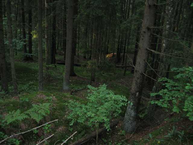 IMG_0311.JPG