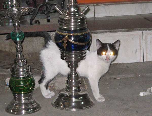 kitti.jpg