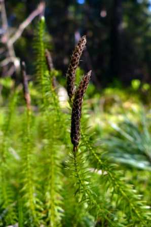 moss.JPG
