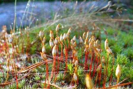 moss (2).JPG