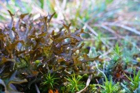 moss (3).JPG