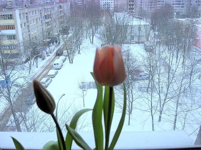 Цветы 001.jpg