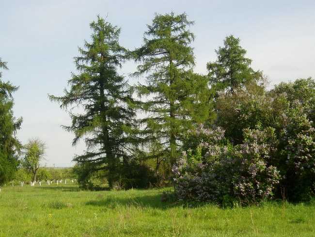 P1010136.jpg
