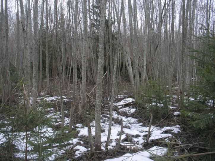 P1.jpg