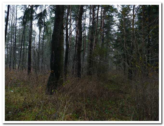 PL00019.jpg