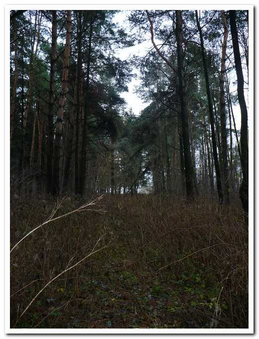 PL00025.jpg