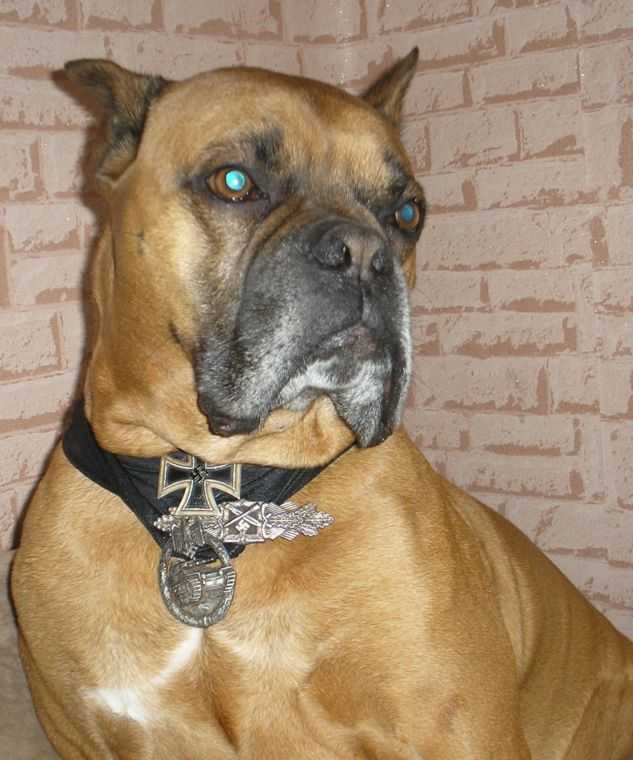 Rocki.jpg