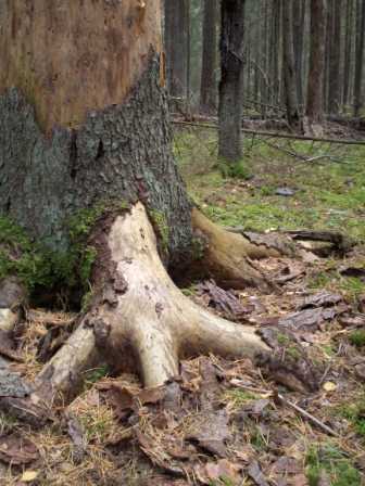 root (1).jpg