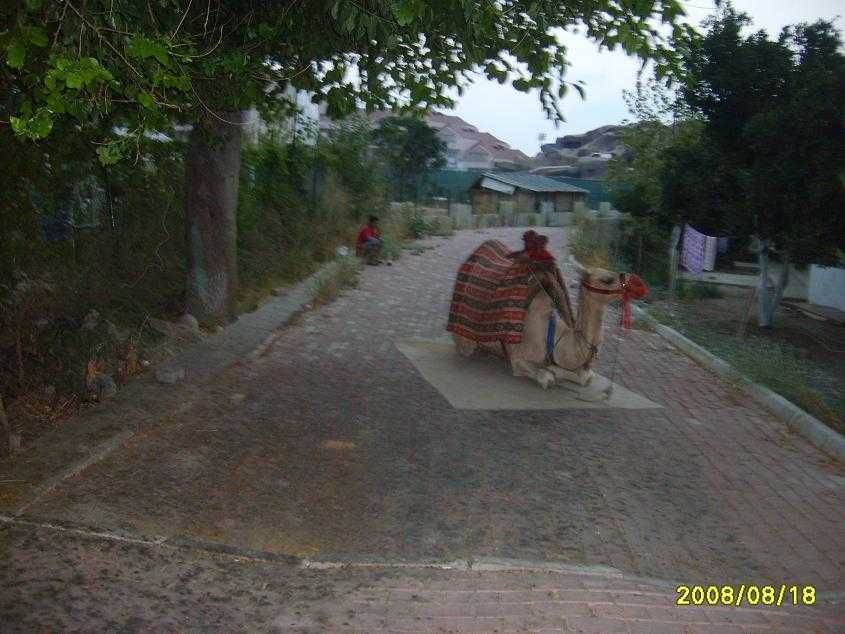 S6000844.JPG