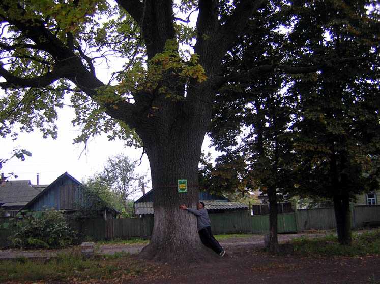 sednev3.jpg