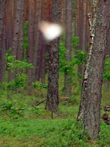 Мельник Белыничский.JPG