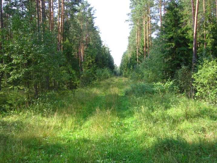 Большак Пустэльники.JPG